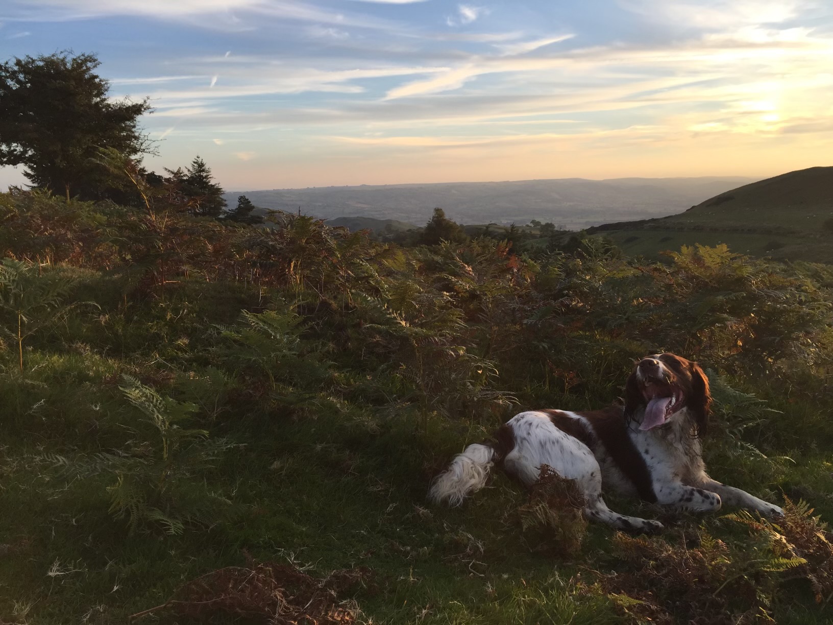 Life at Braemossrose