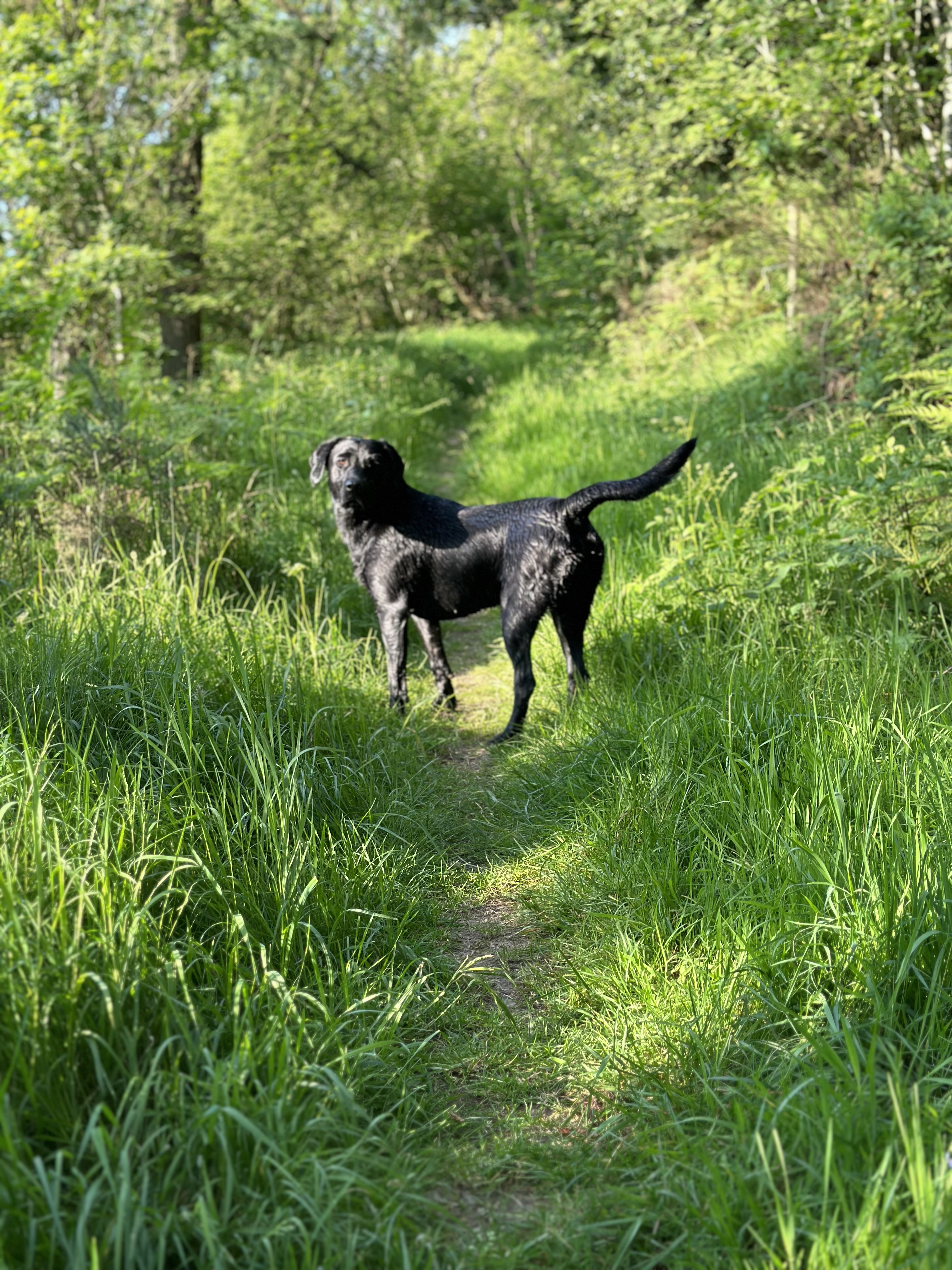 Braemossrose Labrador