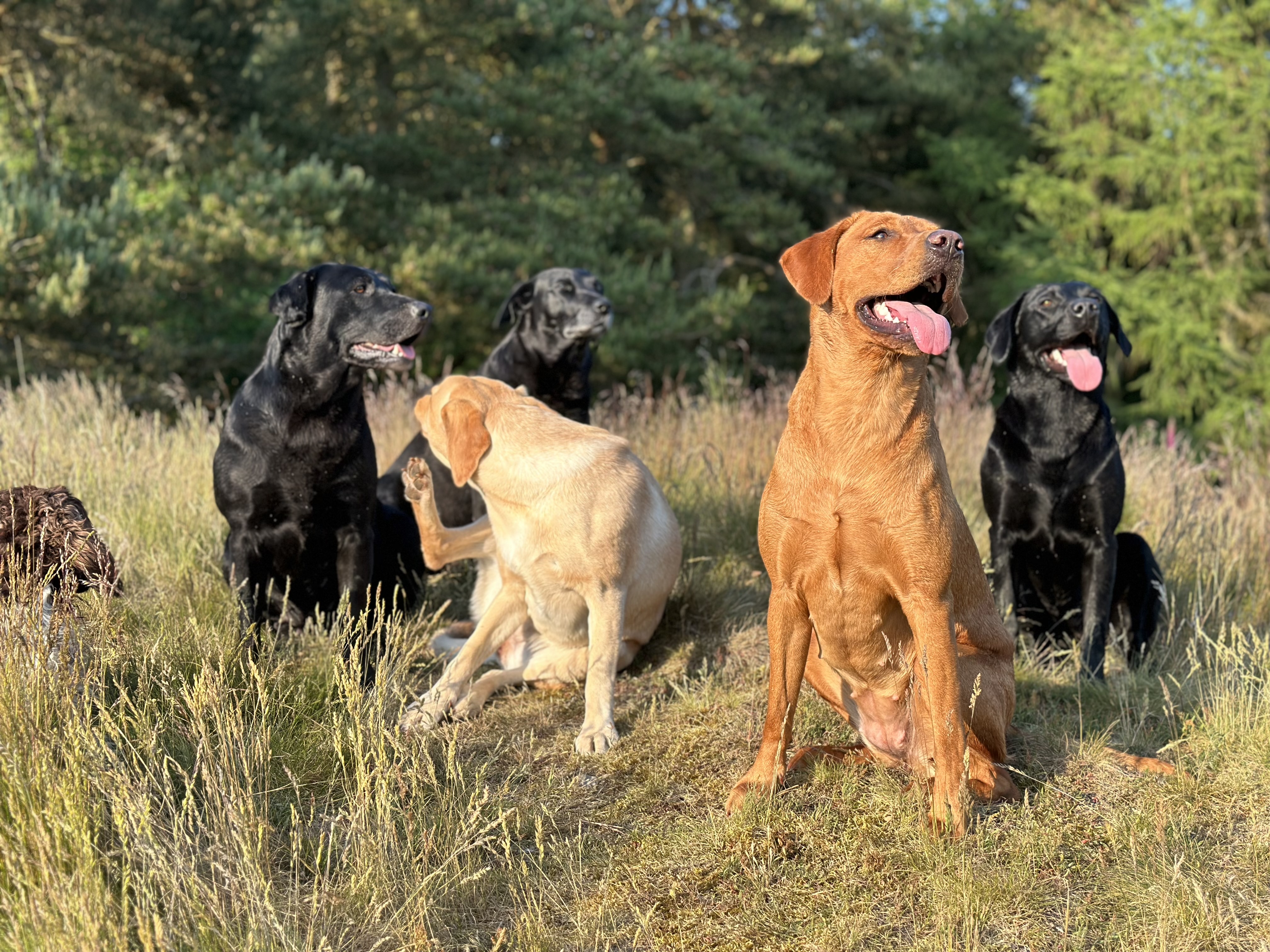 Braemossrose Labradors