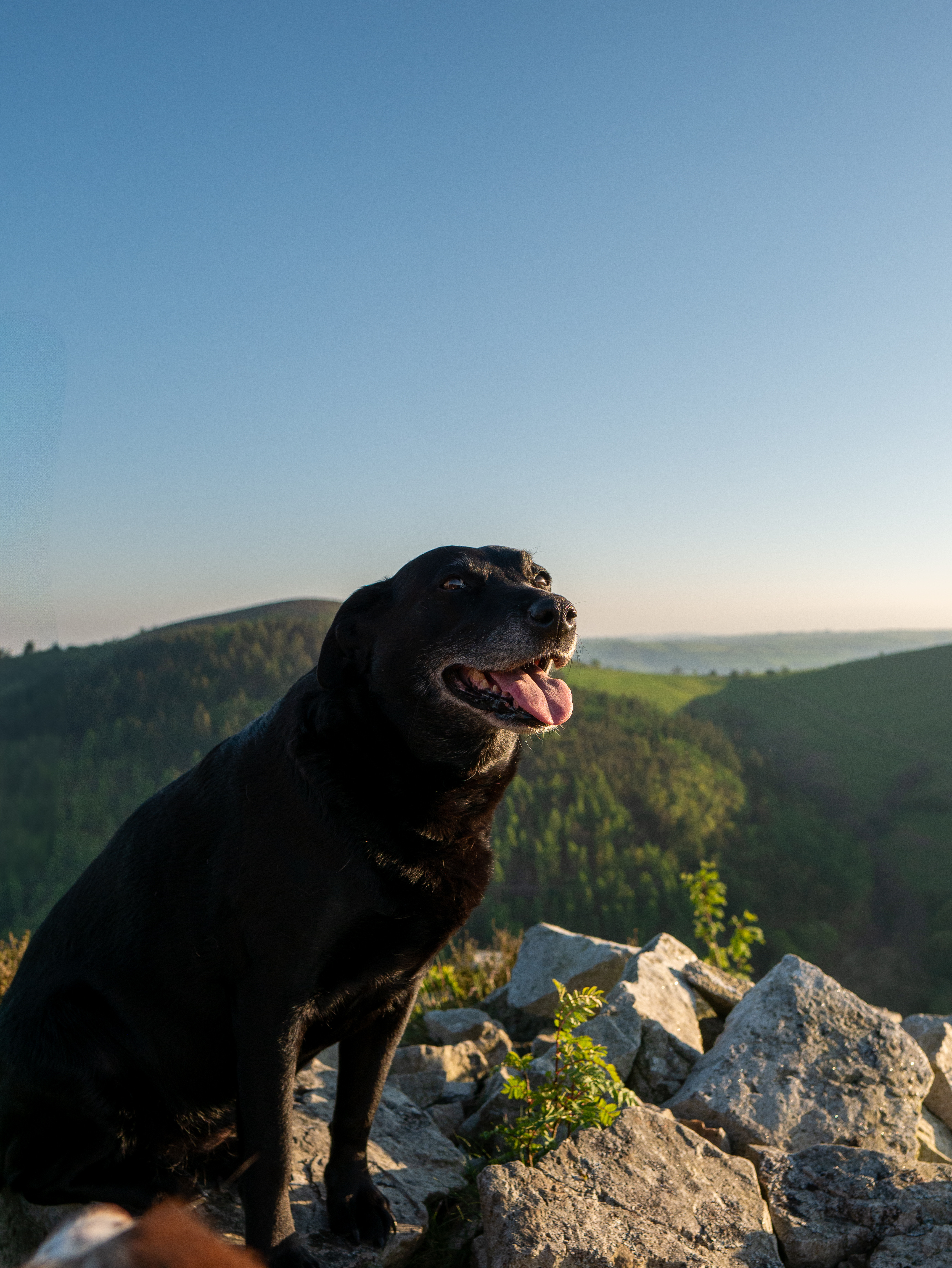 Braemossrose Labrador