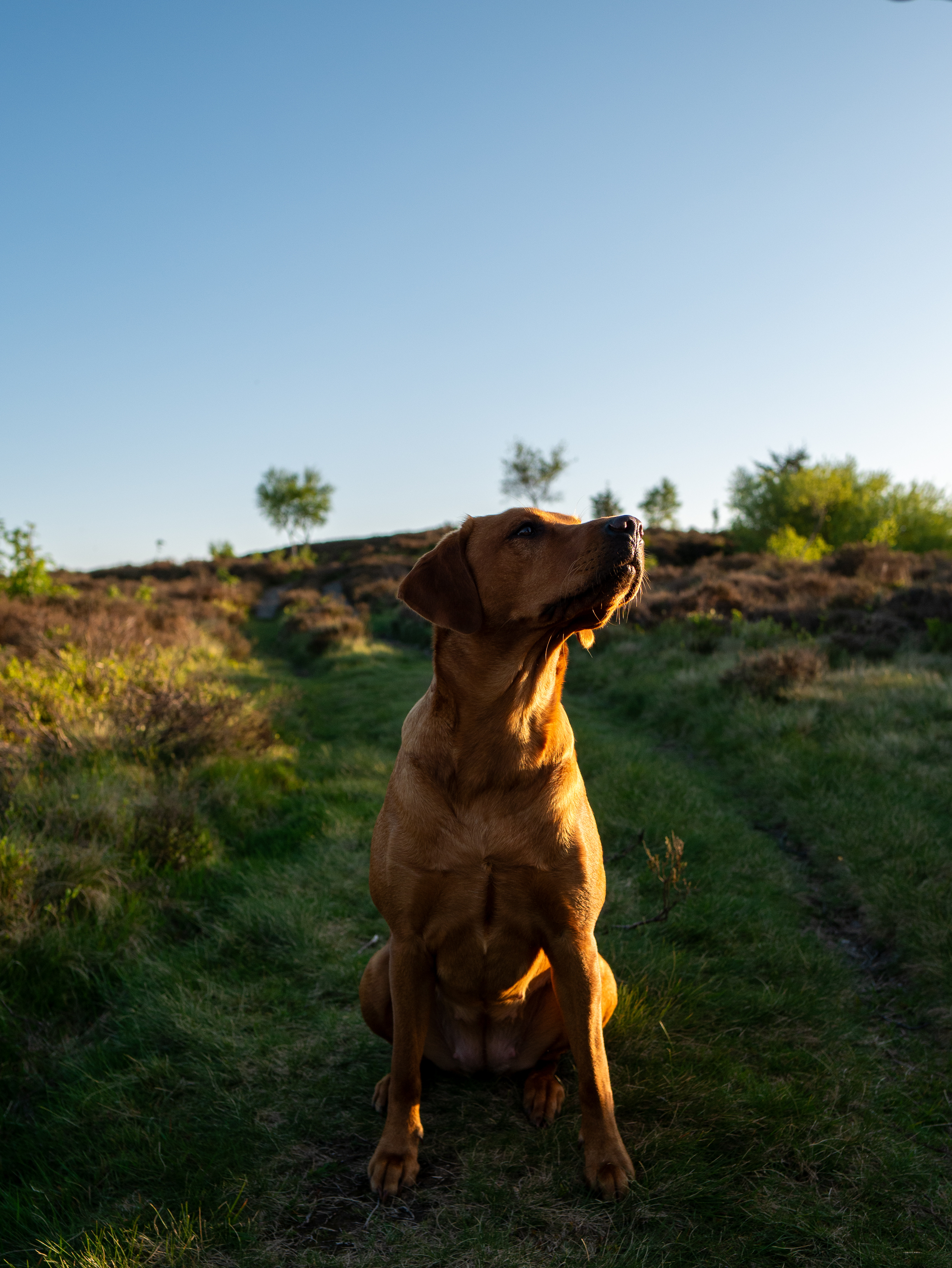 Braemossrose Labrador